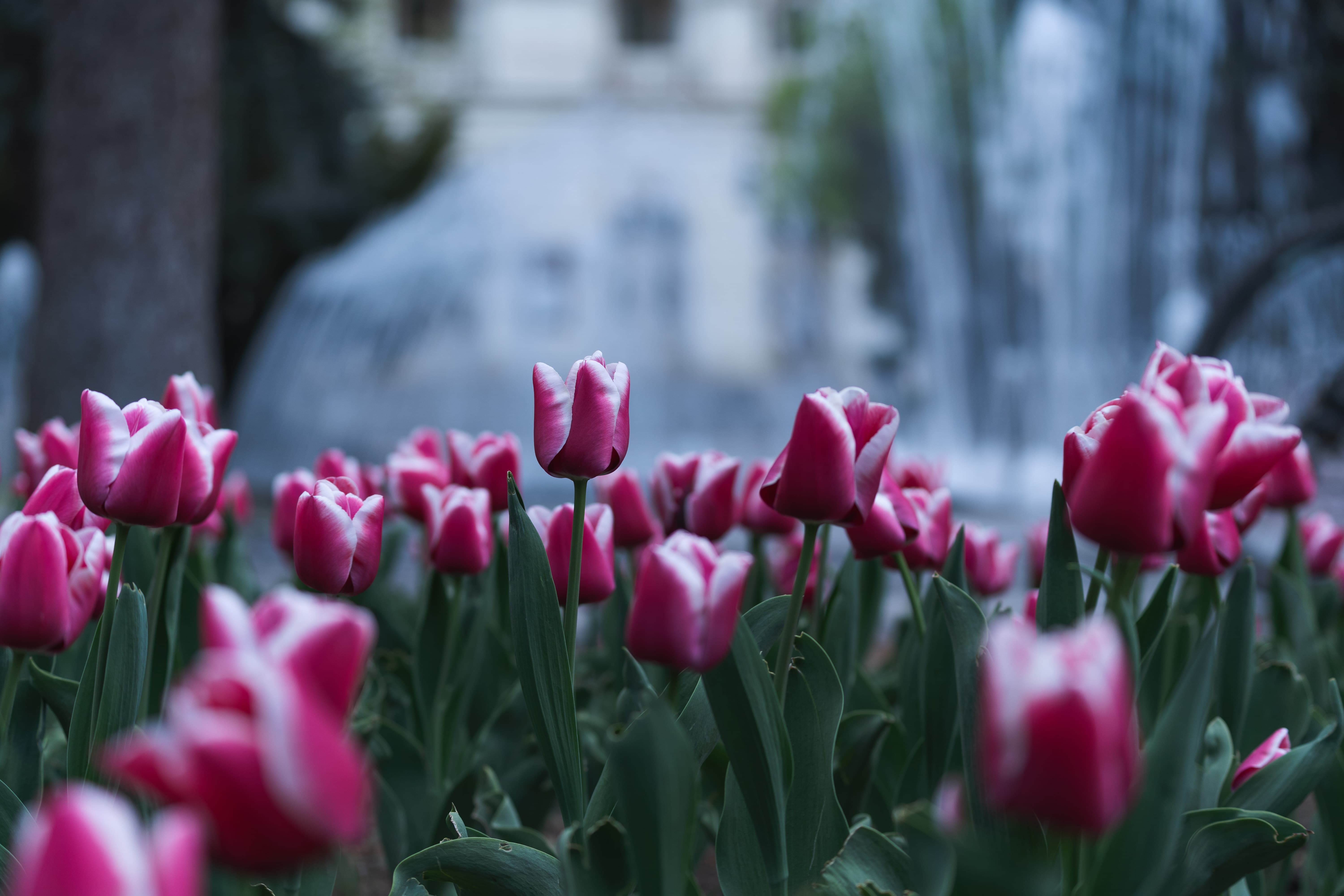 flowers kosice slovakia flowers kosice slovakia