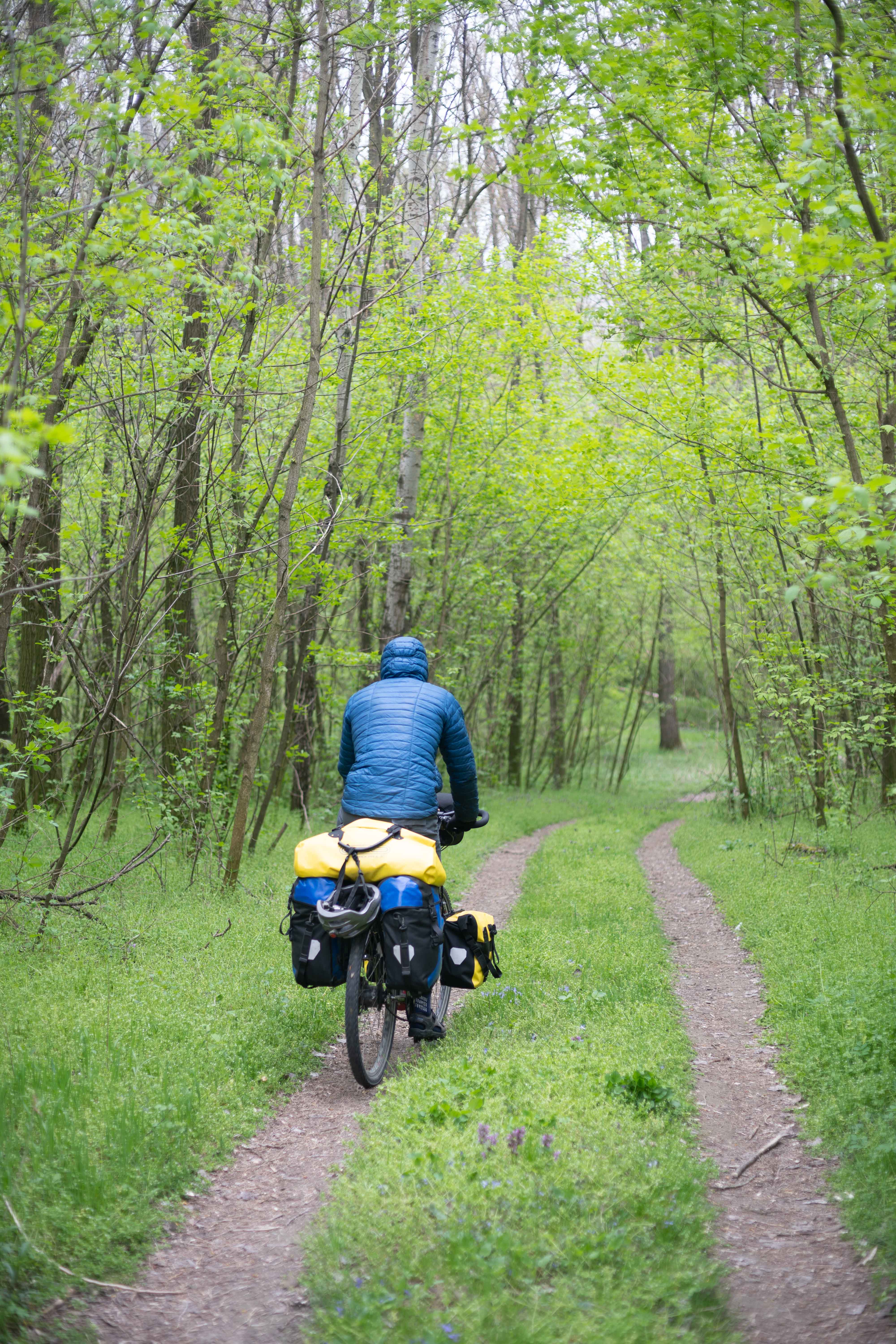 alongtheearth_the_green_forest