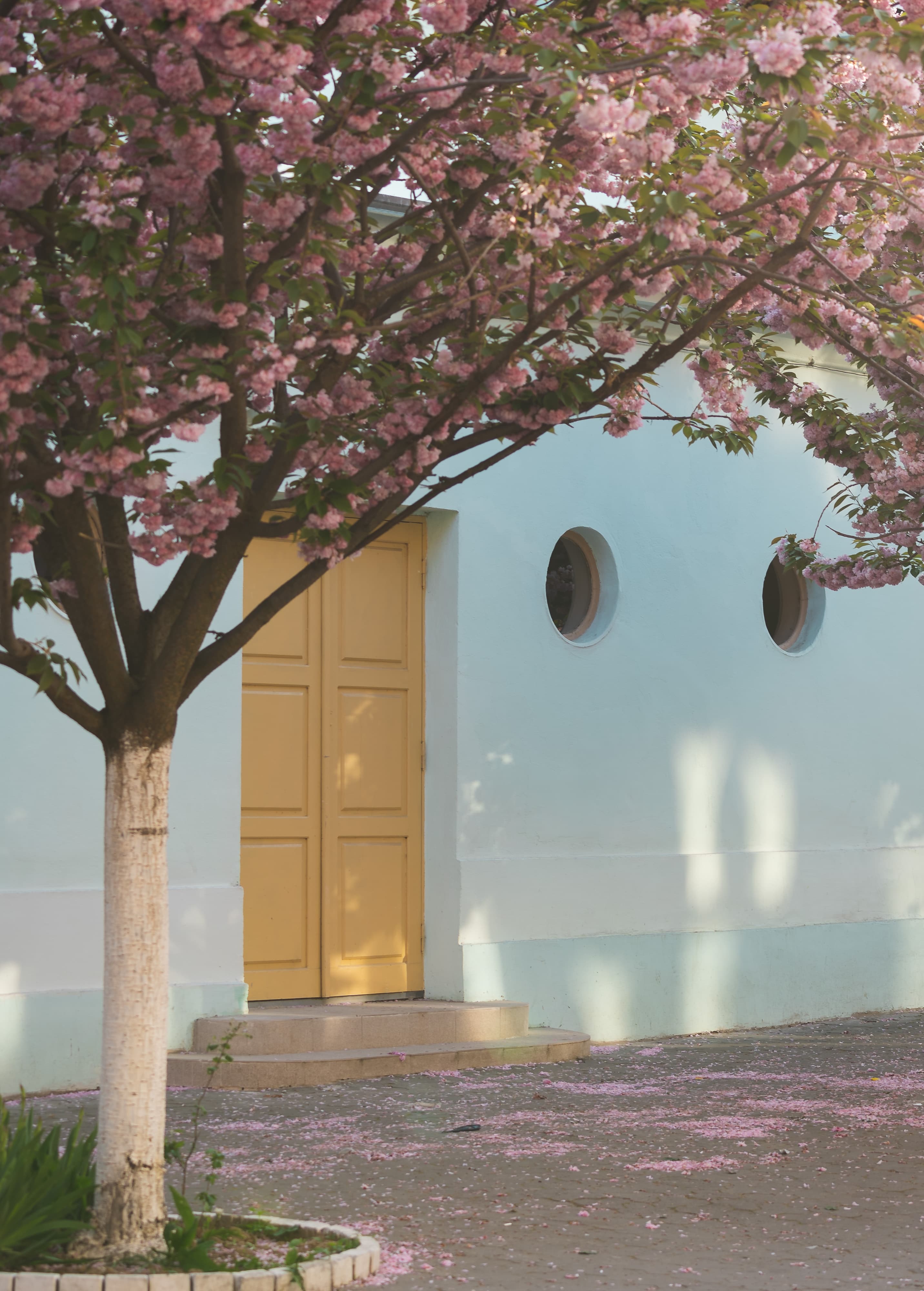 Uzhgorod Cherry blossom Uzhgorod Cherry blossom