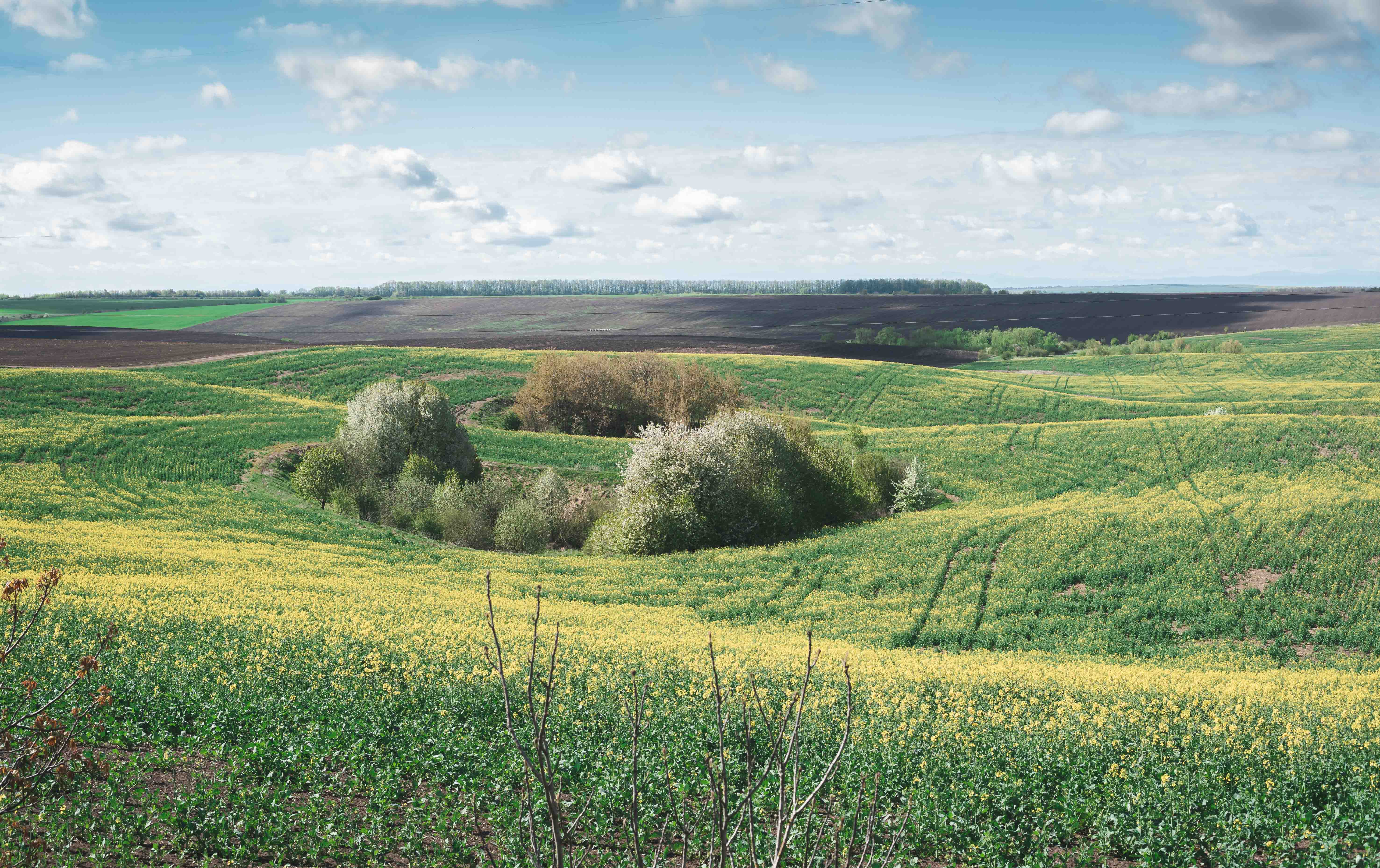 Ukrainian fields Ukrainian fields