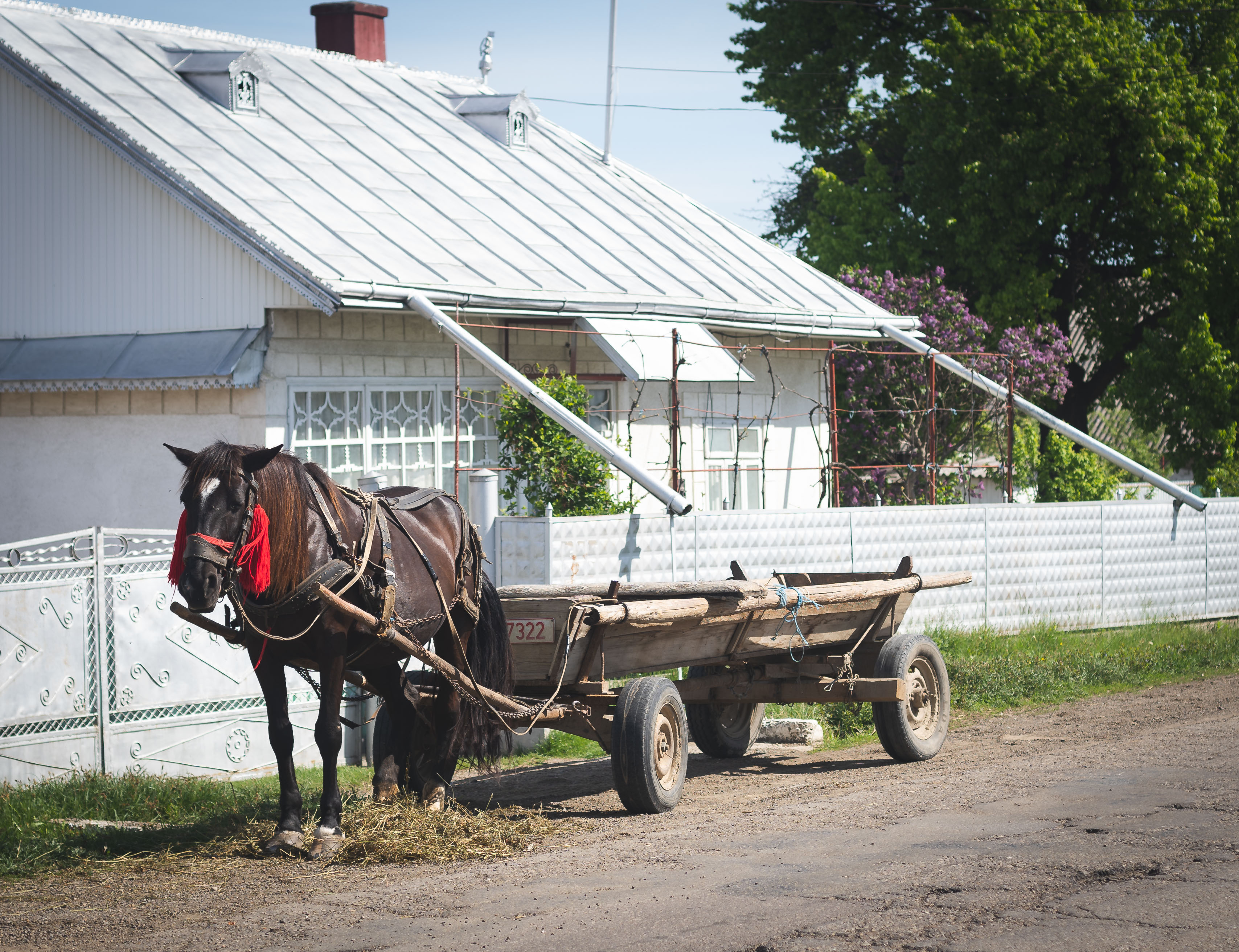 alongtheearth_horse_carriage