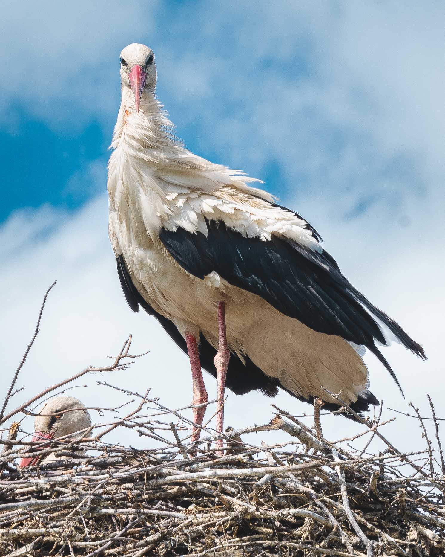 alongtheearth_stork