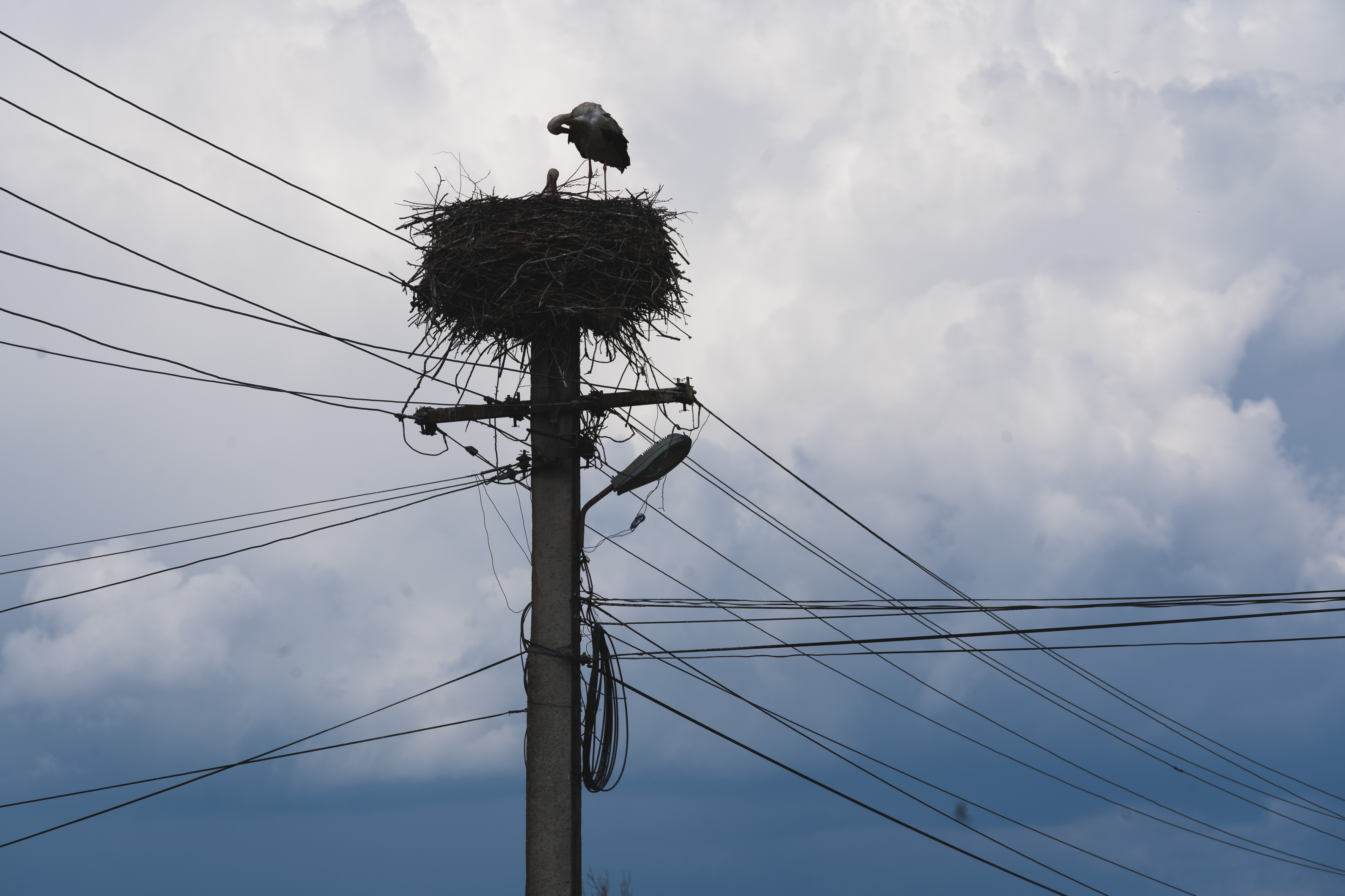 alongtheearth_storks