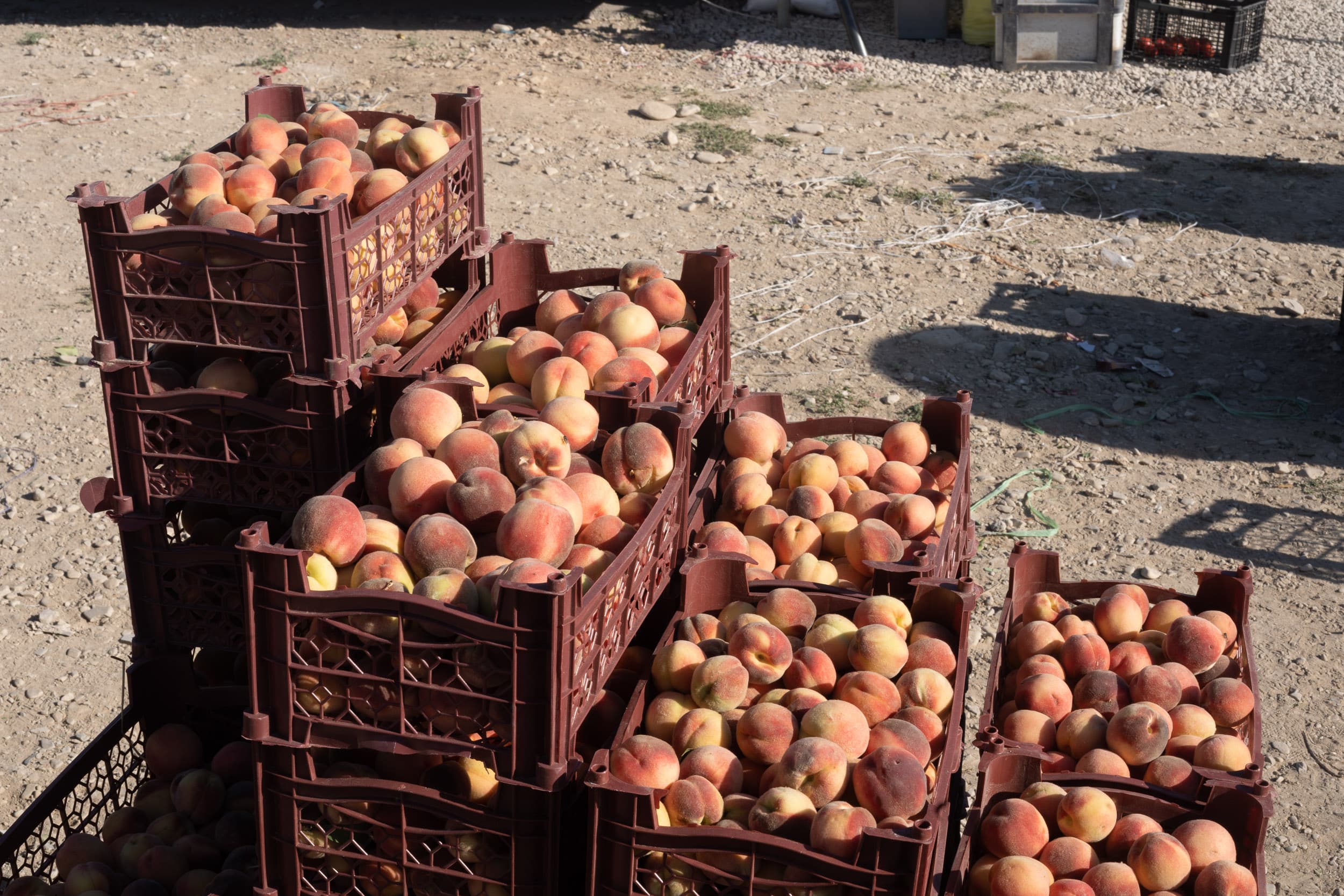 Iranian fruit seller Iranian fruit seller