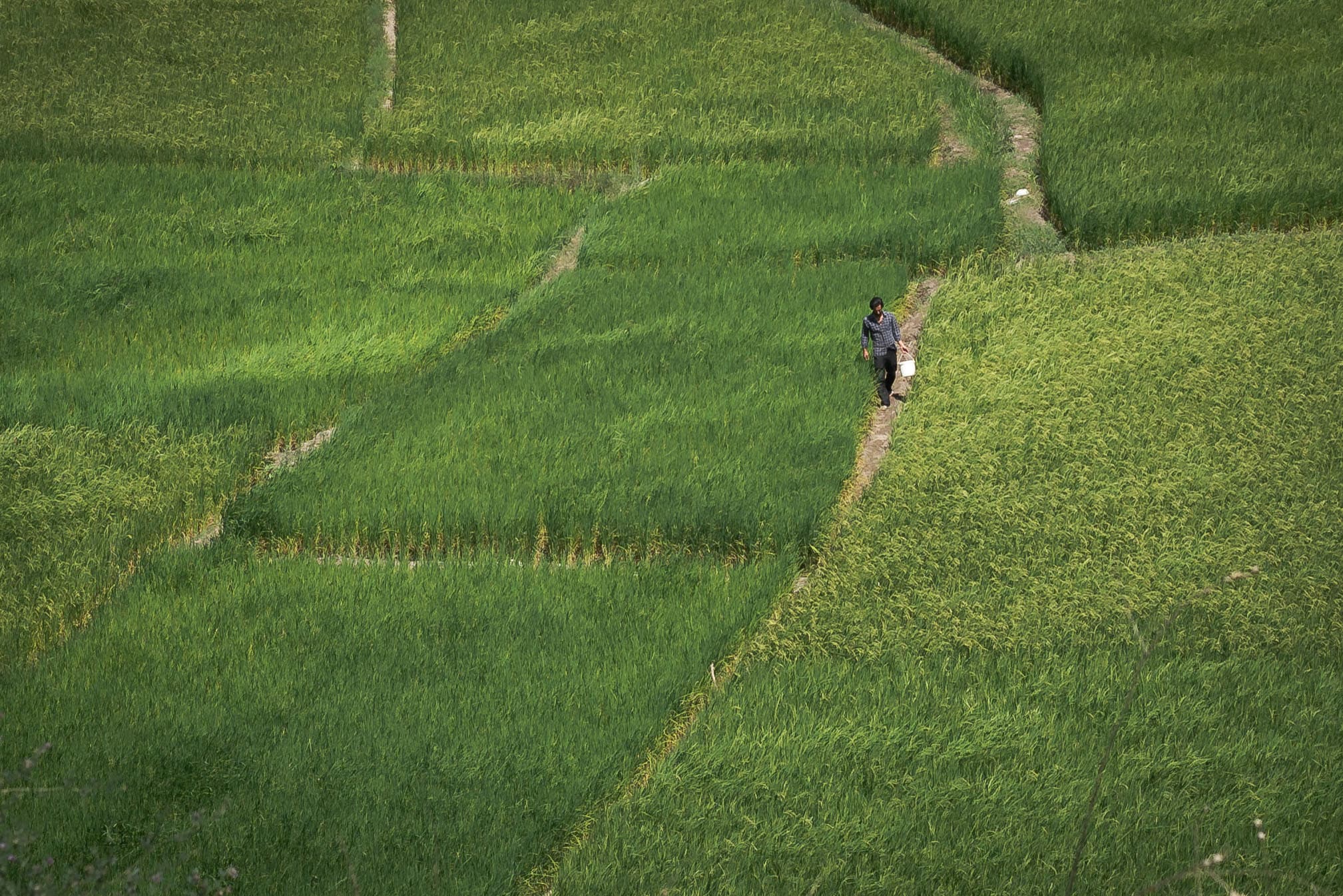 rice farmer Iran rice farmer Iran