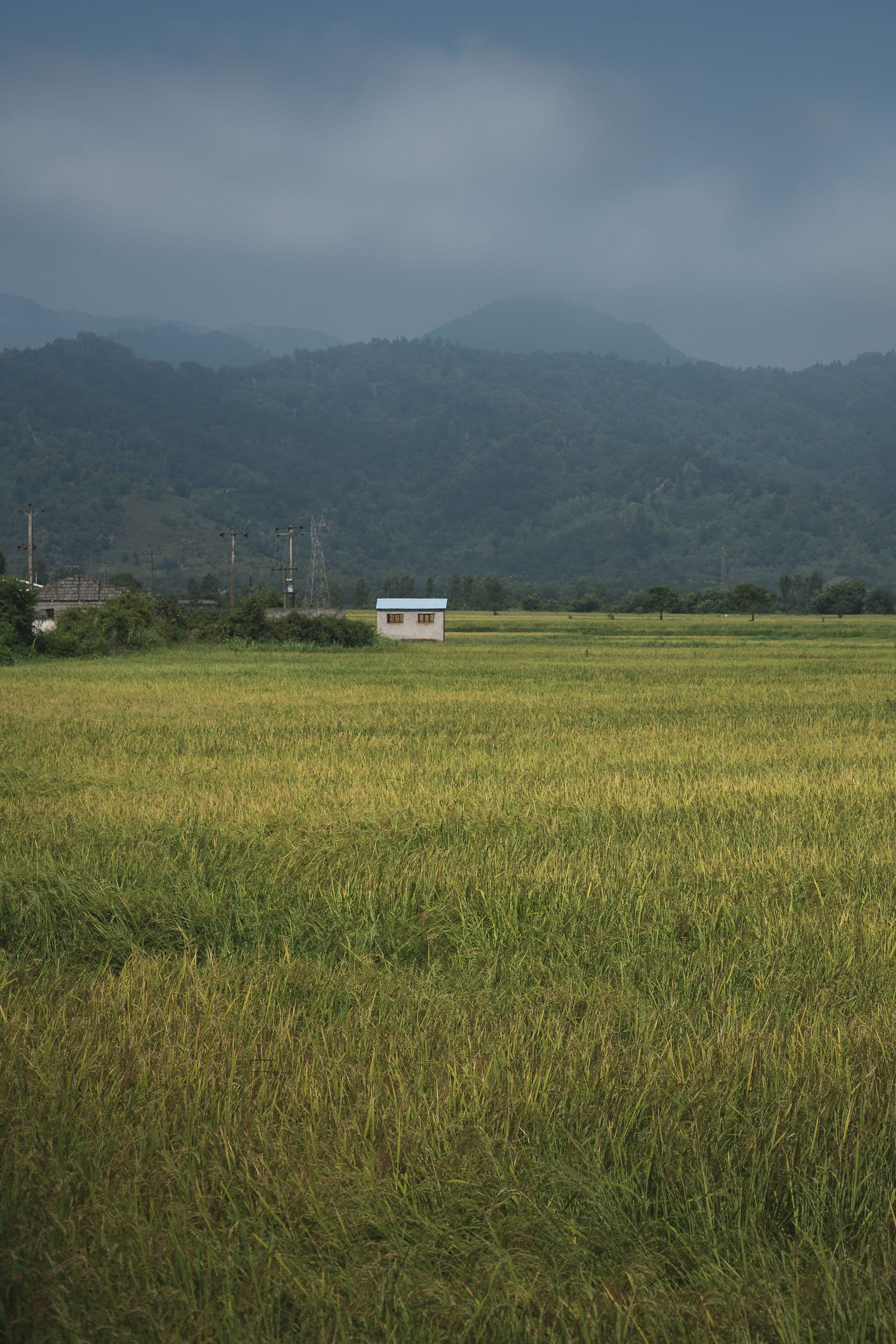 rice fields Iran rice fields Iran