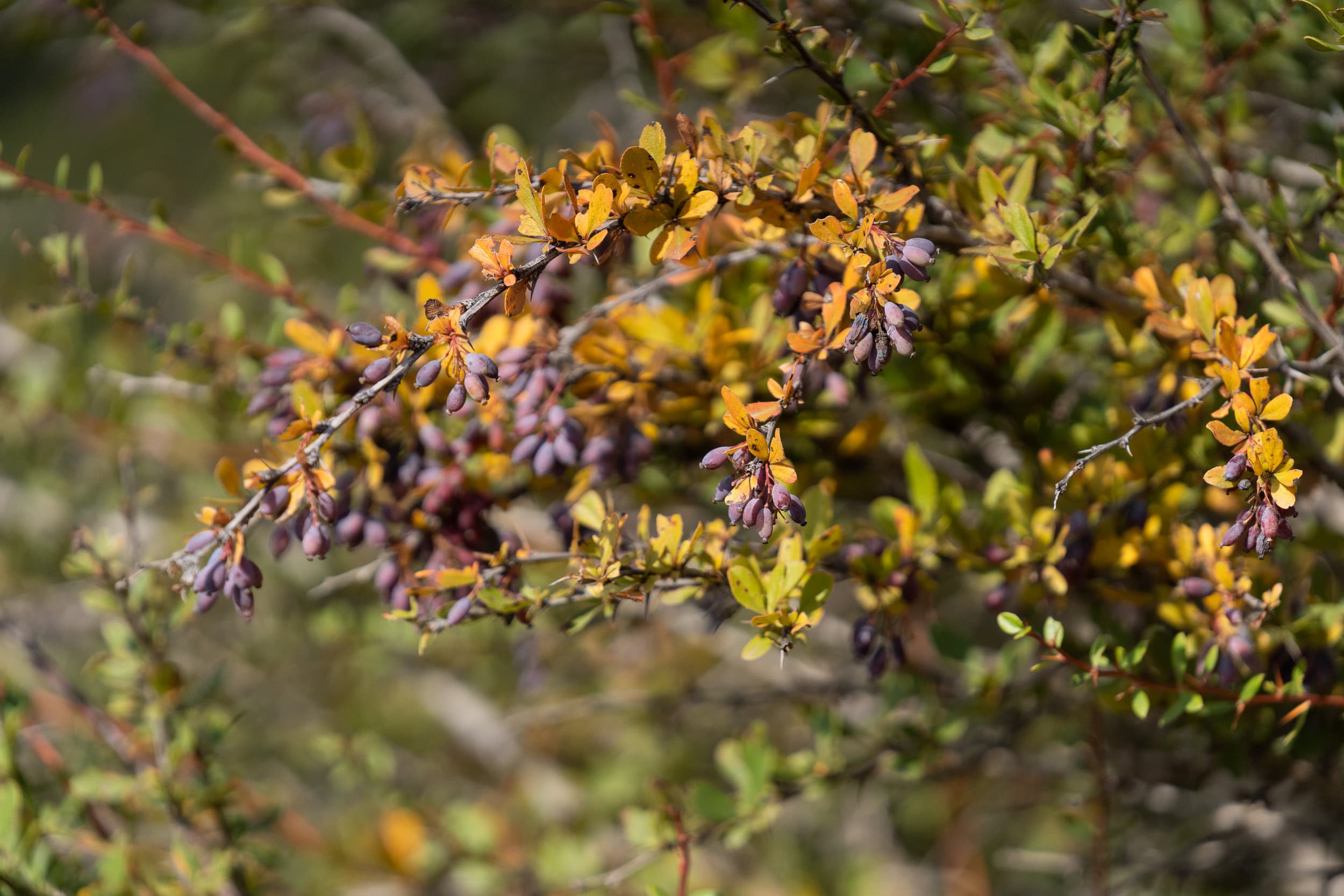 wild berries Iran wild berries Iran