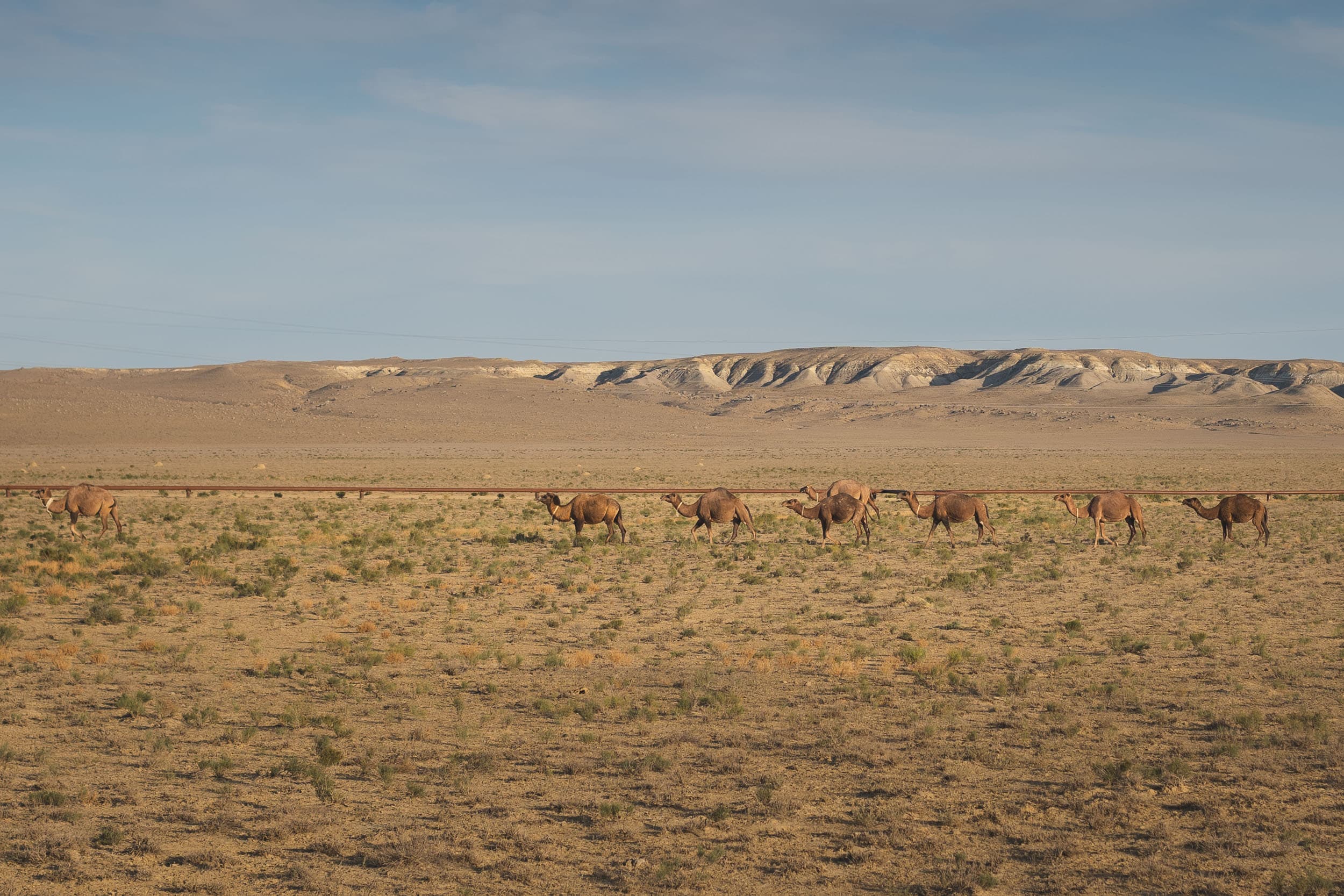 Camel caravan in Kazakhstan desert