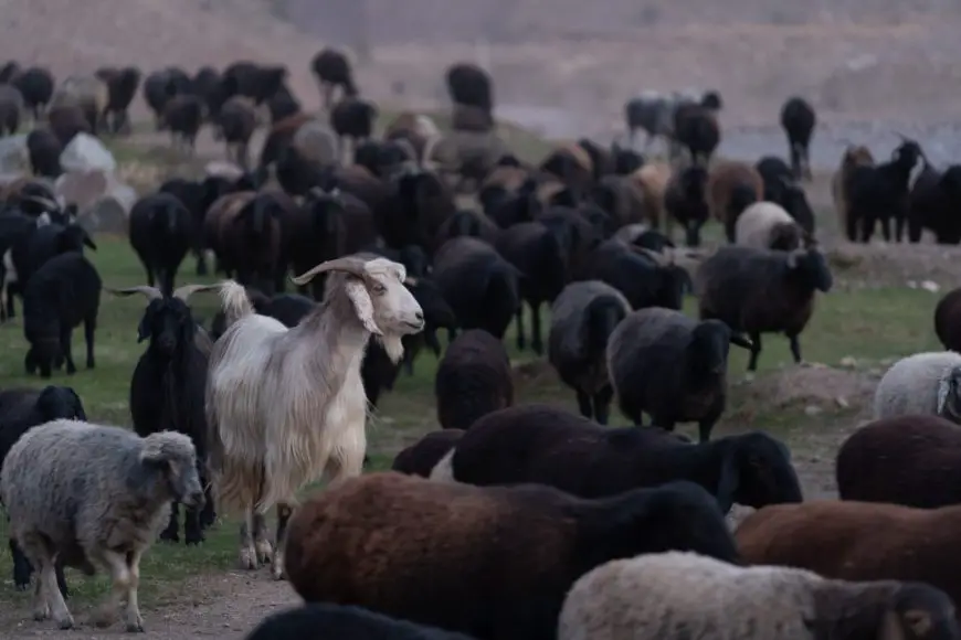 Tadjik livestock Tadjik livestock