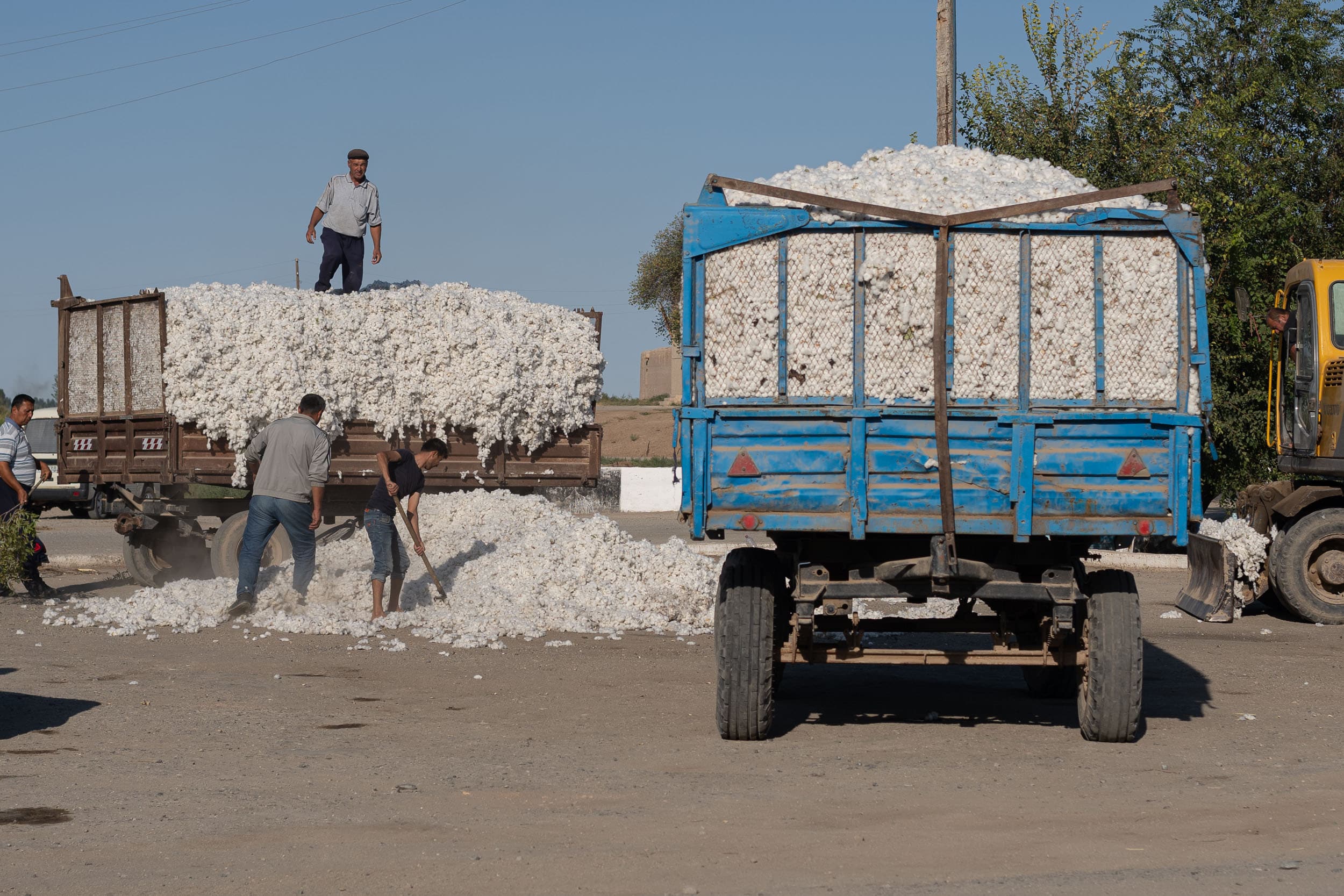 cotton farmers of Uzbekistan