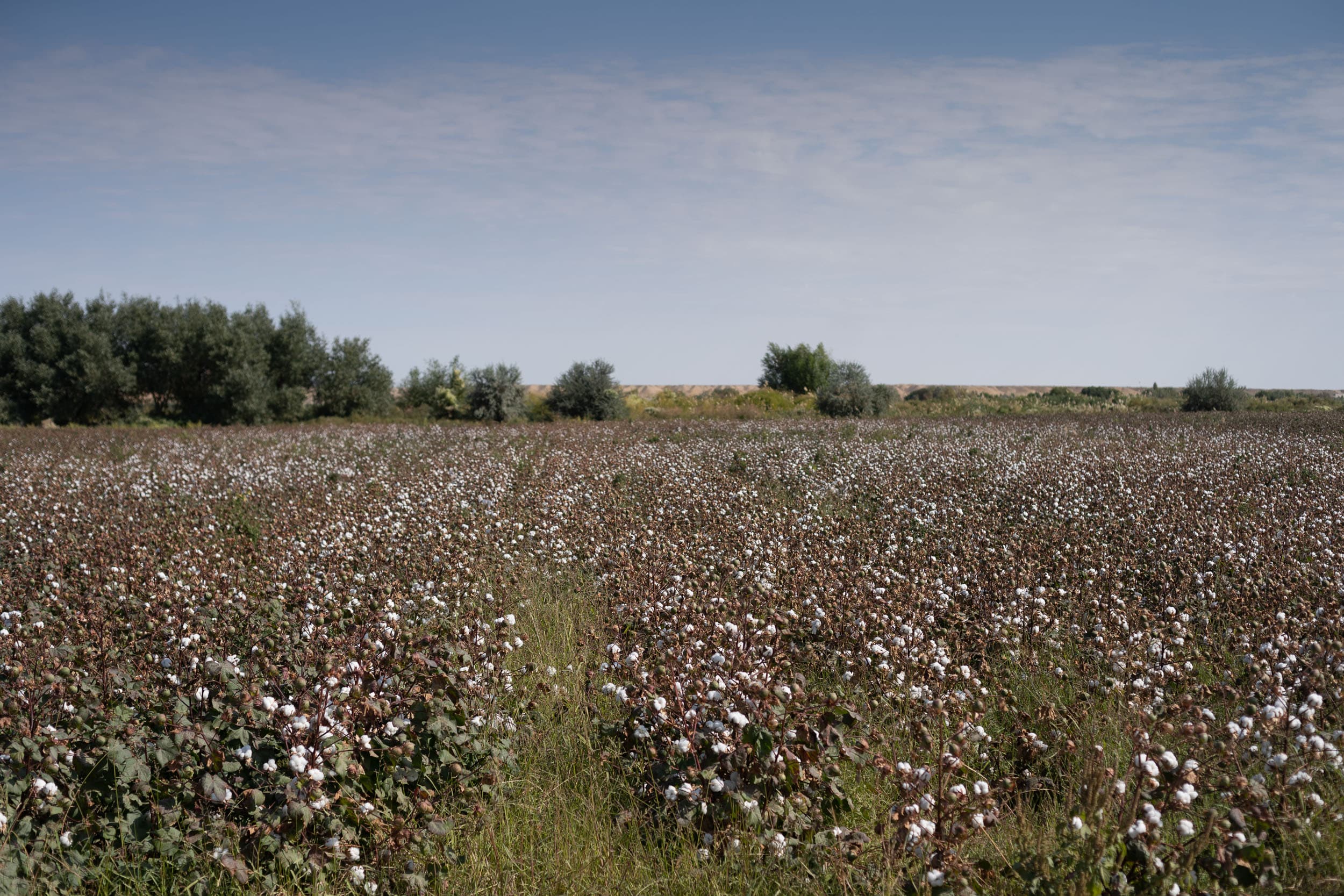 cotton fields Uzbekistan