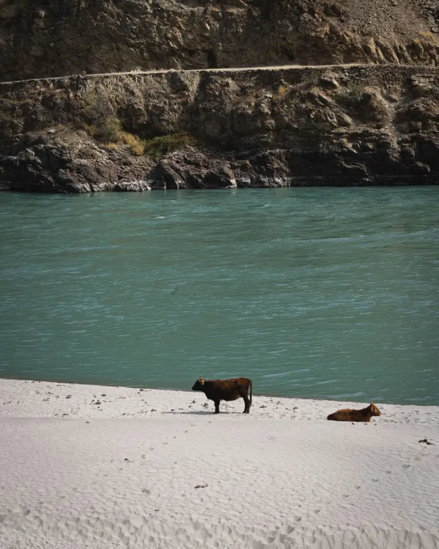 cows at Panj river Tadjkistan cows at Panj river Tadjkistan