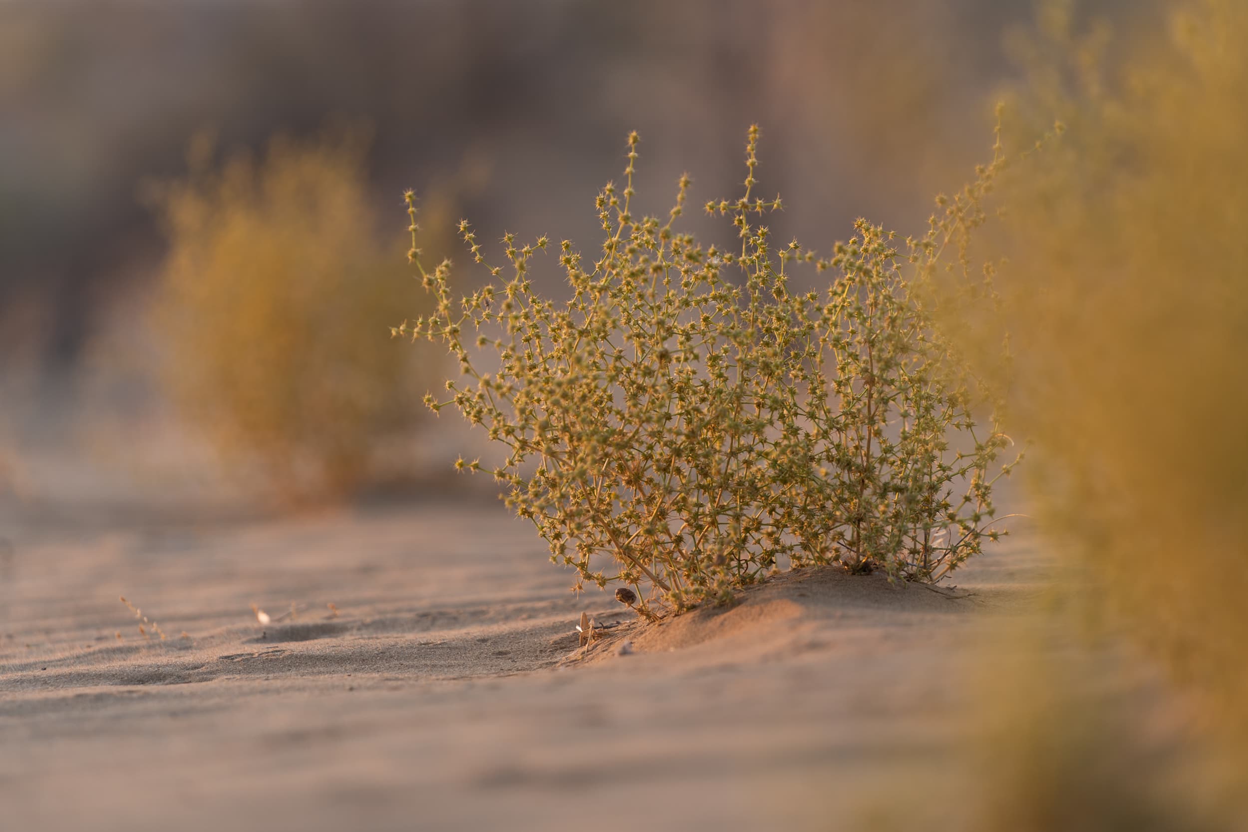 desert flora Uzbekistan desert flora Uzbekistan