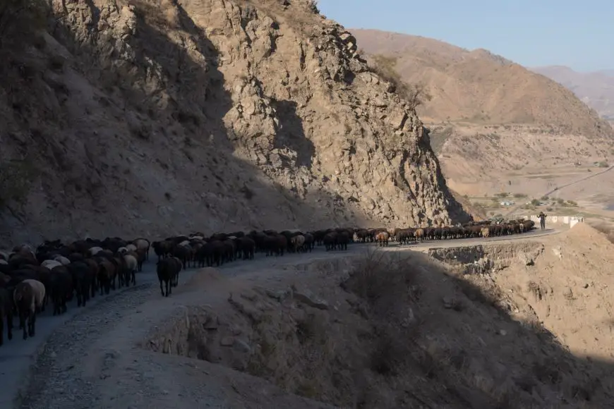 flock in the Pamirs flock in the Pamirs