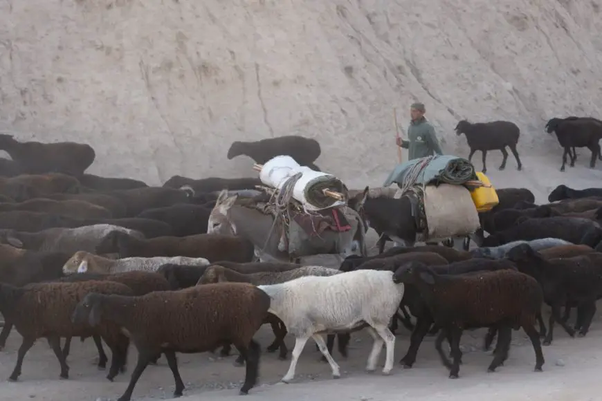 flocks in Tadjikistan flocks in Tadjikistan