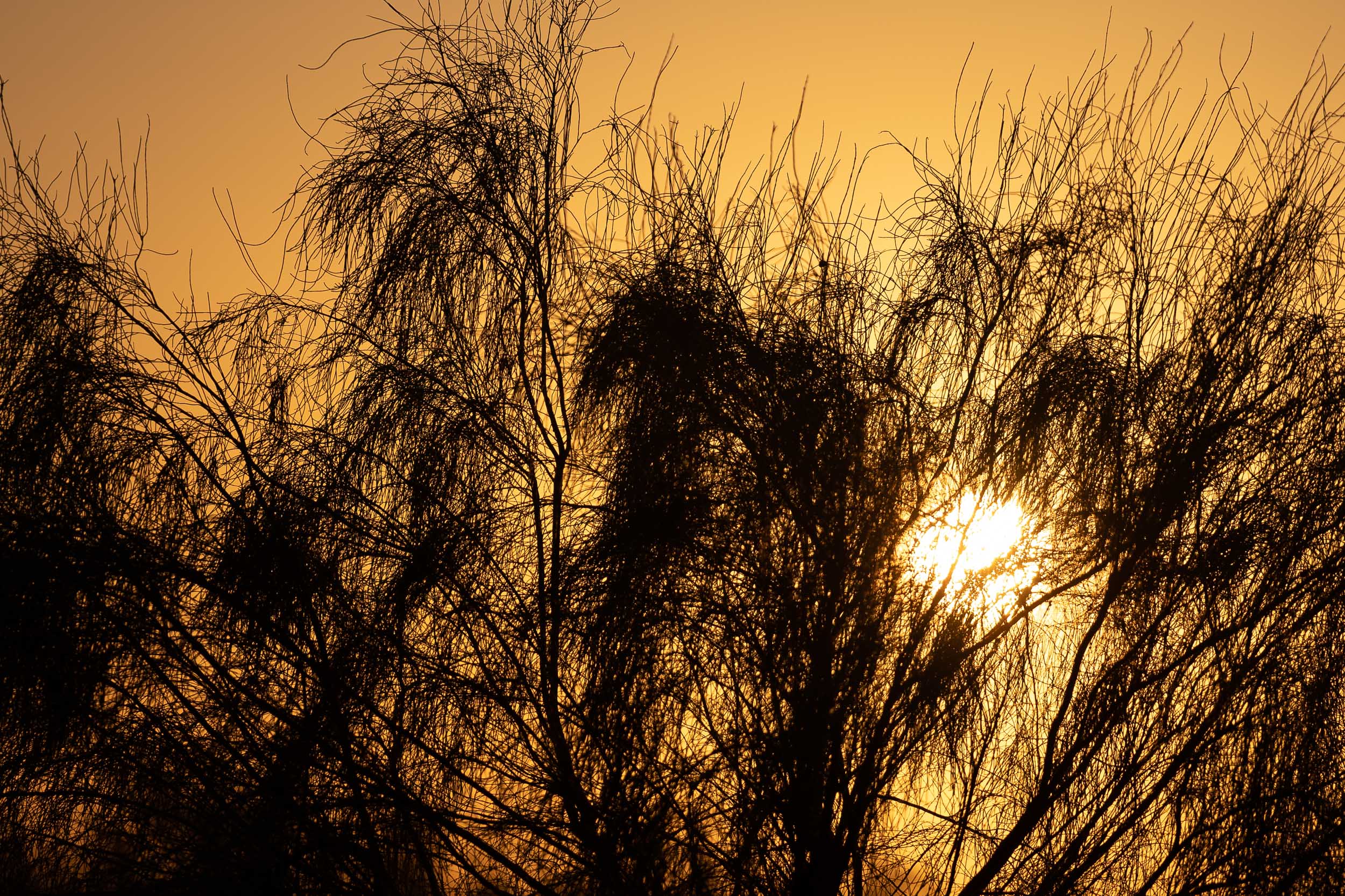golden desert sunset Uzbekistan golden desert sunset Uzbekistan