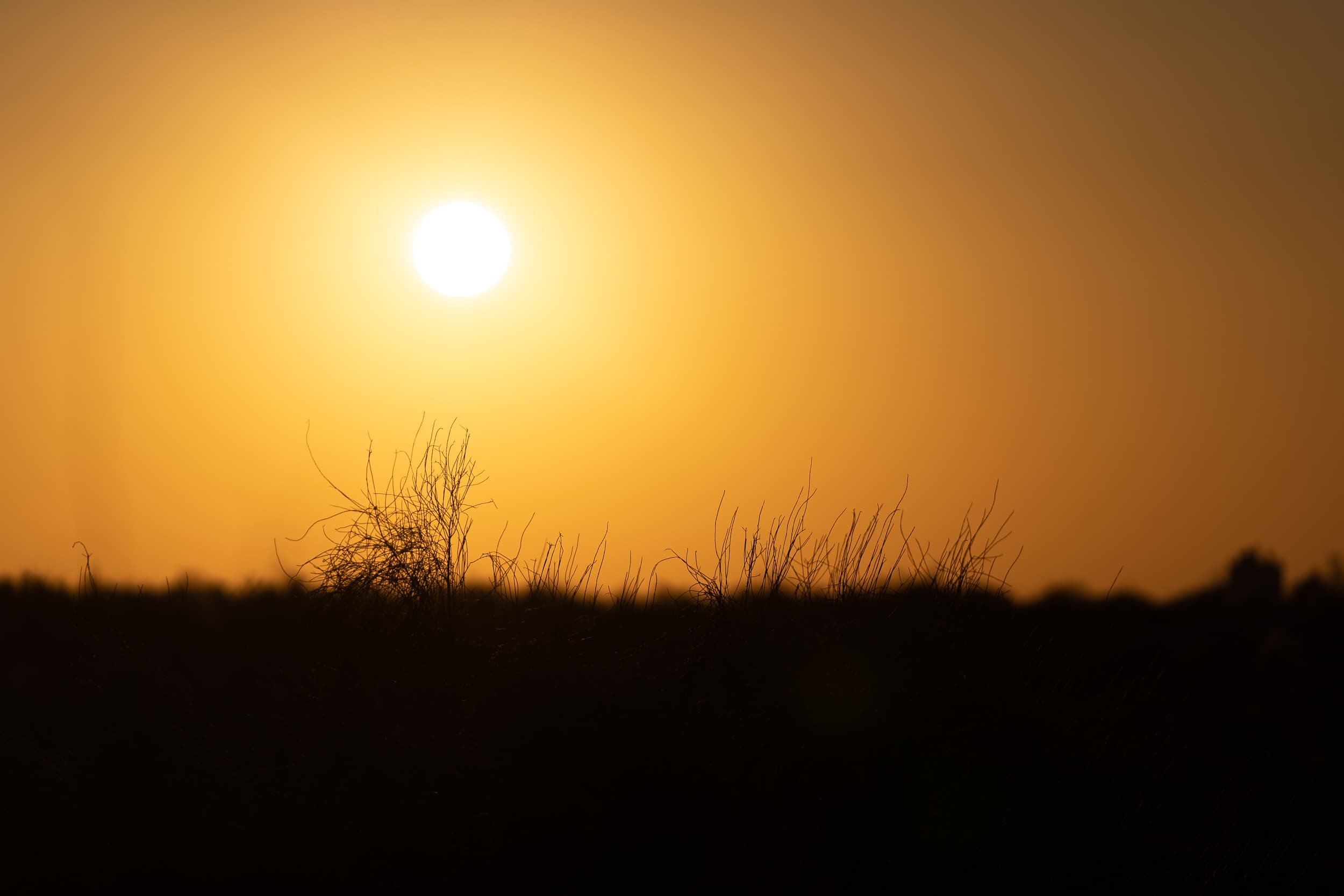 golden sunset in the desert golden sunset in the desert