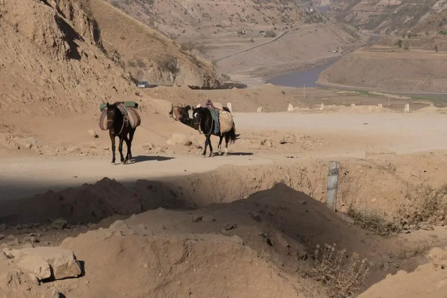 Pamir highway livestock Pamir highway livestock