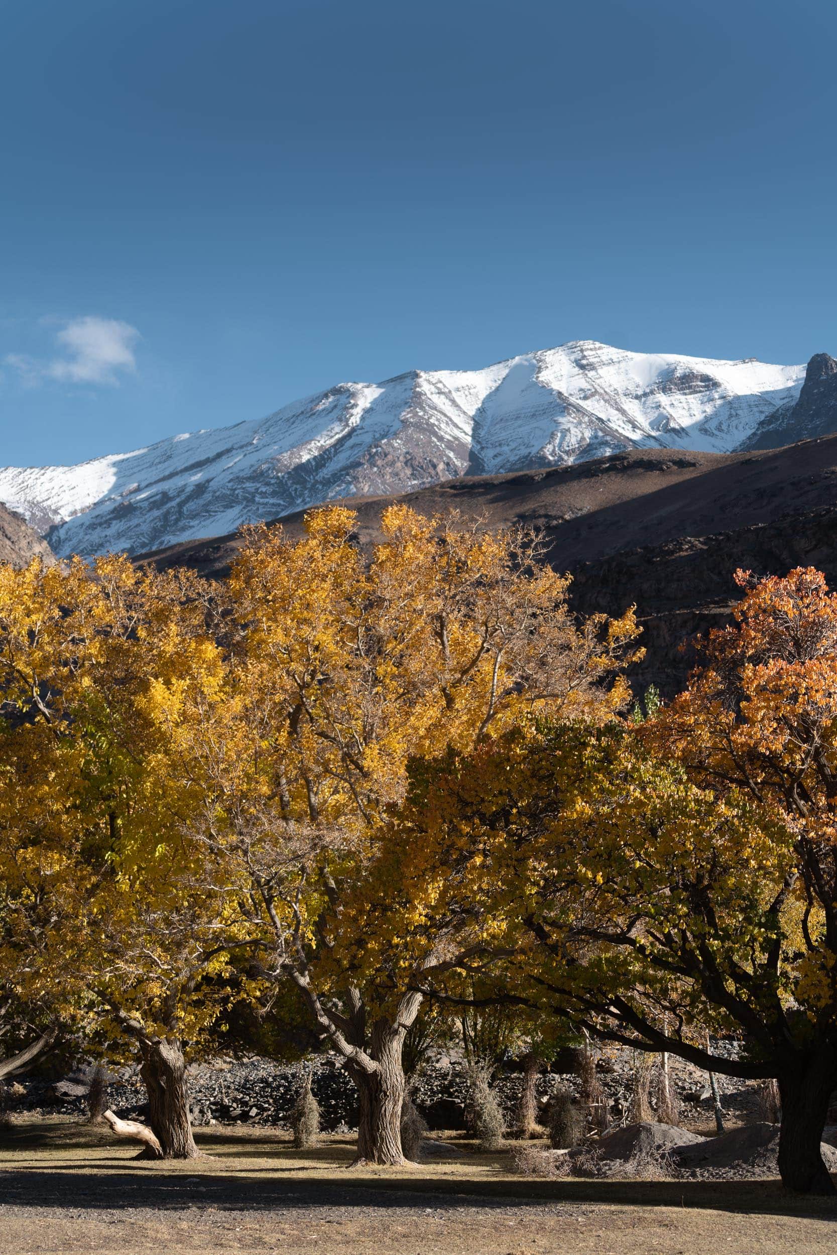 colorful trees and snowy mountains Tadjikistan colorful trees and snowy mountains Tadjikistan