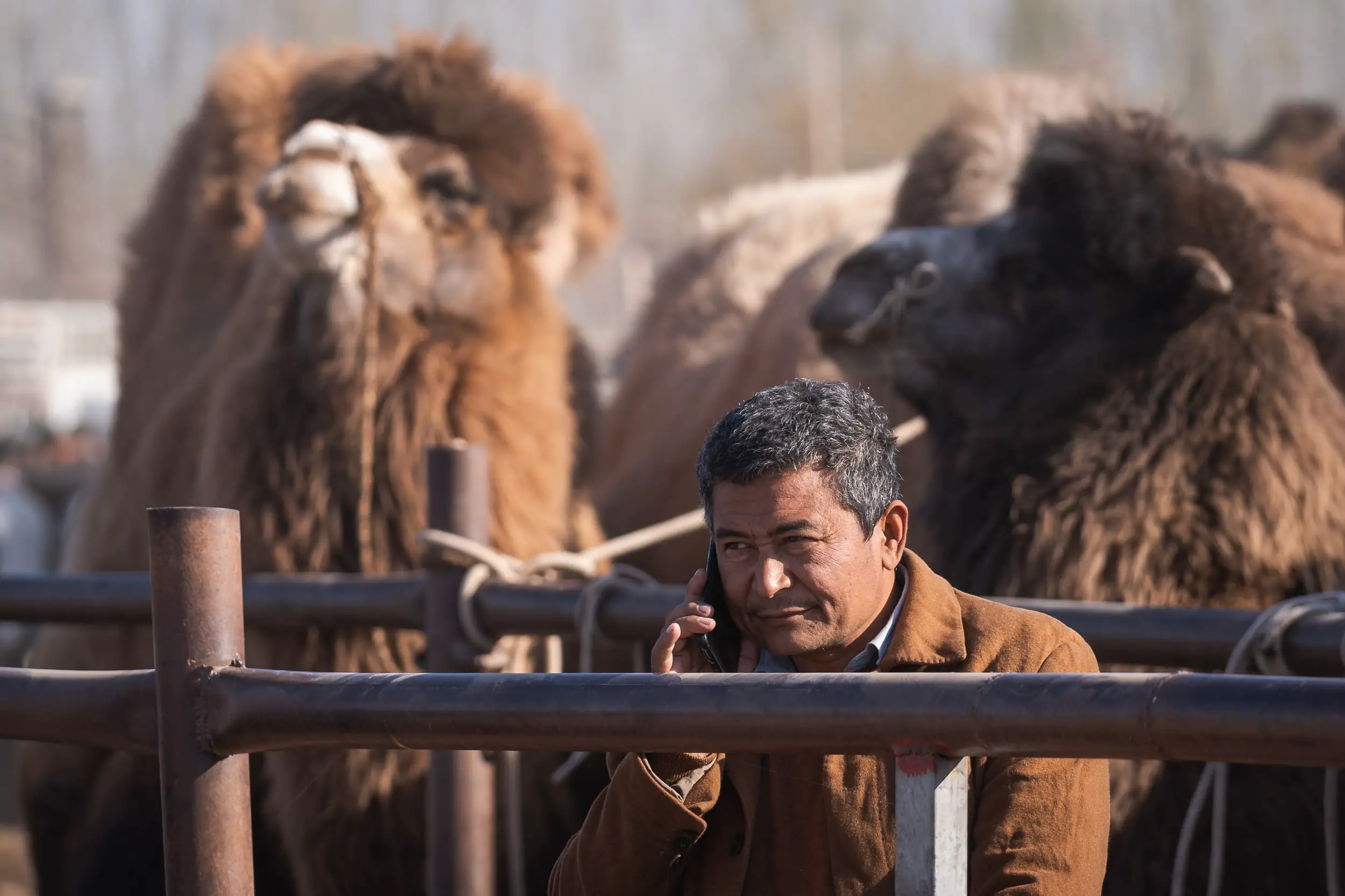 Business livestock market Kashgar
