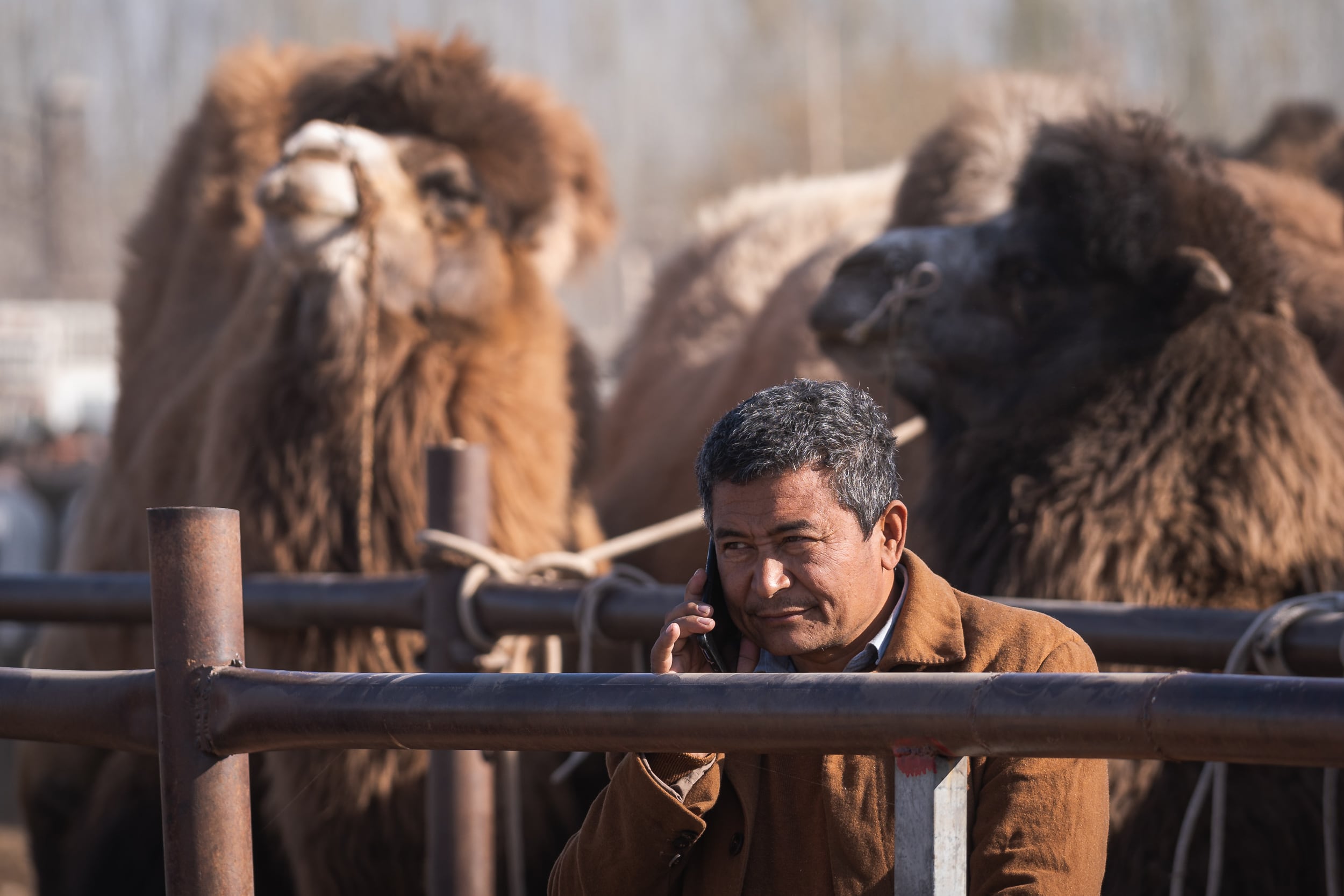 Business livestock market Kashgar Business livestock market Kashgar