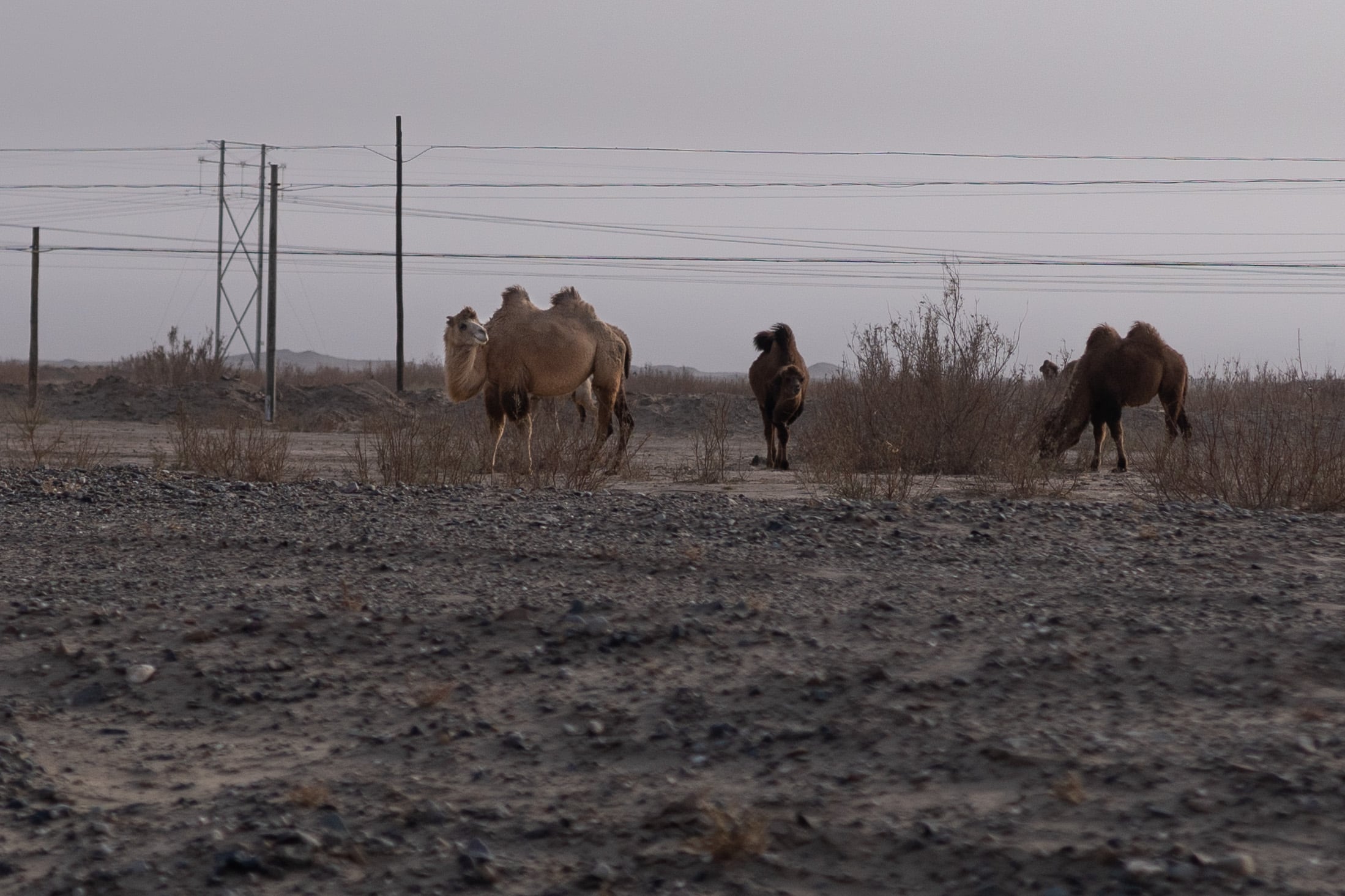 camels desert China camels desert China