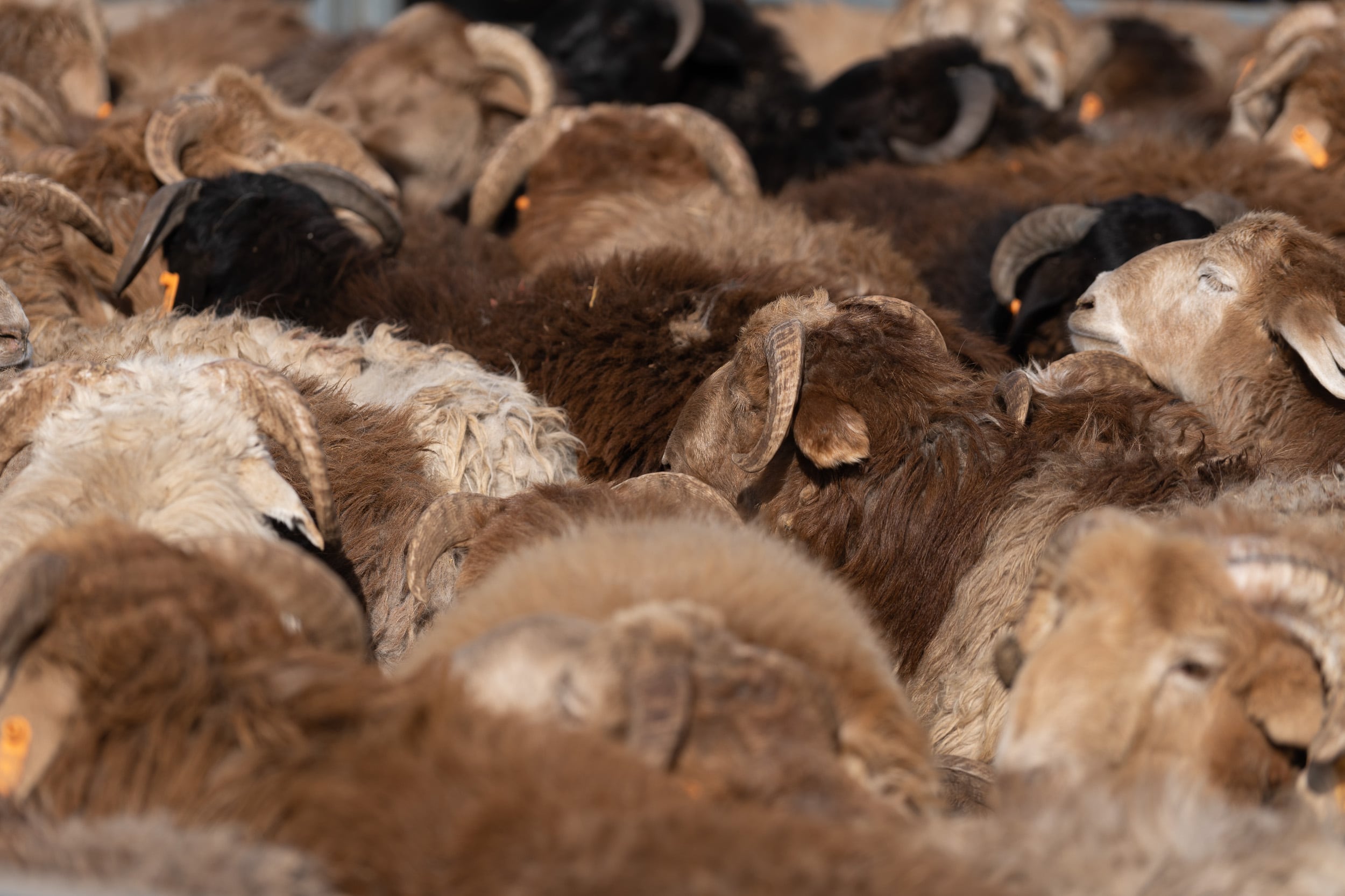 sheep flock livestock market China sheep flock livestock market China