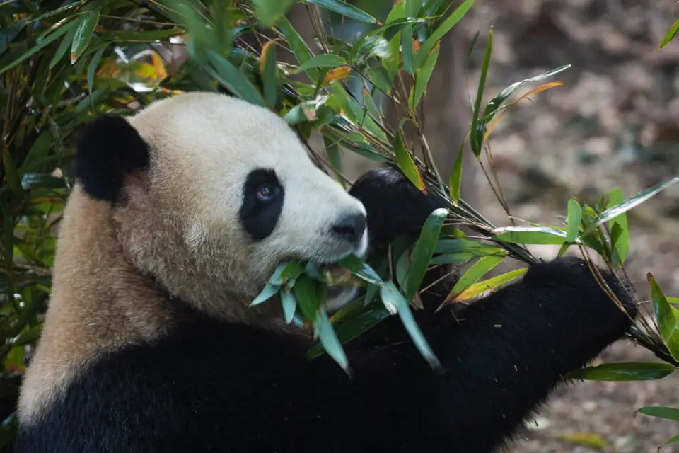 giant pandas of chengdu