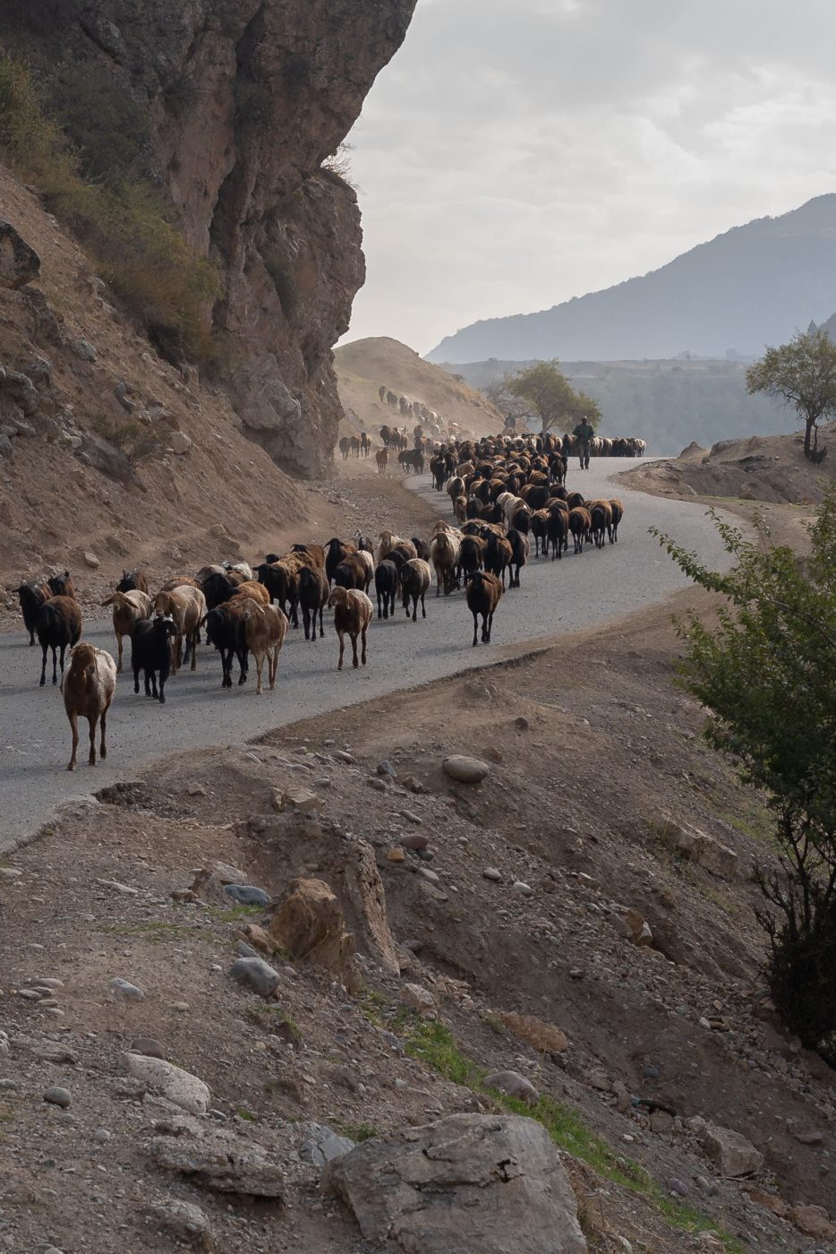 livestock-flocks-pamir-highway